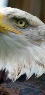 Close-up image of a majestic bald eagle with detailed feathers and intense gaze.