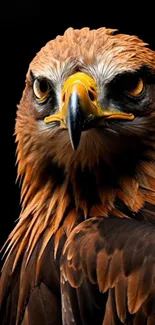 Close-up of a golden eagle in profile with dark background.