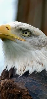 Close-up of a majestic eagle with detailed feathers against a blurred background.