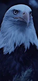 Close-up of a majestic eagle against a dark backdrop.