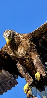 Majestic eagle flying in a clear blue sky.