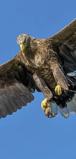 Eagle gracefully soaring against a clear blue sky.