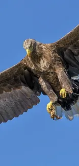 A majestic eagle soaring high in a bright blue sky.