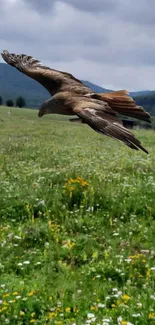 Eagle flying over a green field with mountains in the background.