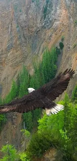 Eagle soaring over green cliffs and forest.