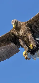 Eagle soaring gracefully in clear blue sky.