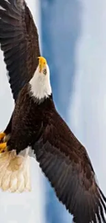 Bald eagle soaring gracefully in a blue sky.