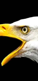 Close-up of a majestic eagle on a black background, showcasing its powerful gaze.