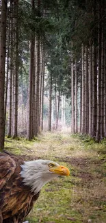 An eagle stands on a forest path, surrounded by tall pine trees.