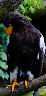 Majestic eagle perched on a tree branch in lush green foliage.