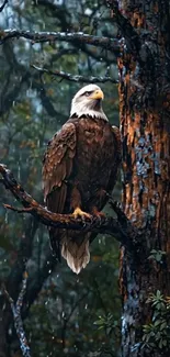 Majestic bald eagle perched in rainy forest.