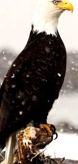 Bald eagle standing in the snow with prey.