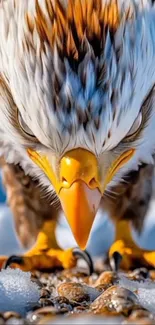 Close-up of an eagle on snowy ground.