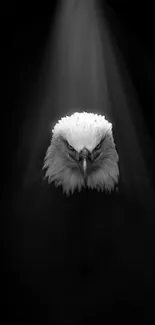 Majestic eagle under dramatic spotlight against a black background.