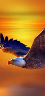 Eagle soaring gracefully across a fiery sunset sky.