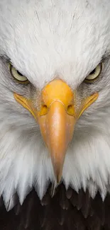 Close-up of a majestic eagle's face with intense gaze and white feathers.