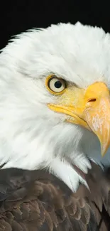 Close-up of a bald eagle with a striking gaze and white feathers.