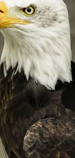 Bald eagle close-up with detailed feather view.