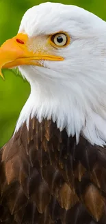 Bald eagle close-up with green background, perfect for mobile wallpaper.