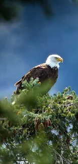 Majestic bald eagle perched on pine branches with blue sky background.