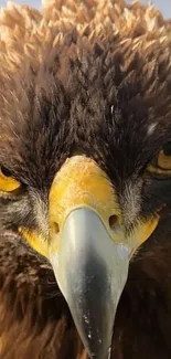 Close-up of a majestic eagle with intense yellow eyes and brown feathers.