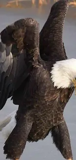 Majestic eagle with spread wings in flight over a natural backdrop.