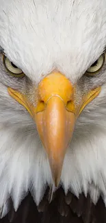 Close-up of a fierce bald eagle with white feathers and piercing eyes.