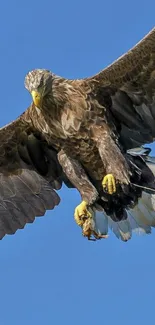 Majestic eagle soaring in the blue sky.