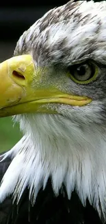 Close-up of a majestic eagle head with intense gaze.