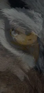 Close-up of a majestic eagle with dark and light feathered details.