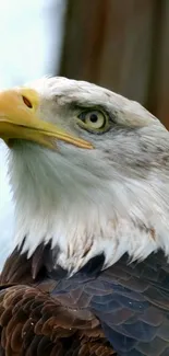 A closeup shot of a majestic eagle showing detailed feathers and striking eyes.