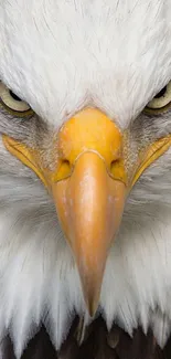 Close-up of a majestic eagle's intense gaze and striking yellow beak.