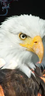 Majestic bald eagle with intense gaze.