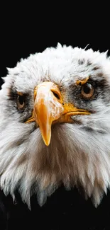 Close-up of a majestic eagle with a white plumage and piercing eyes.