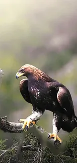 Majestic eagle perched on branch in nature setting.