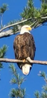 Eagle perched on a branch against bright blue sky.