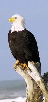 Majestic eagle perched on driftwood by the ocean with a serene sky.