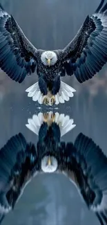 Majestic bald eagle reflected over tranquil water.