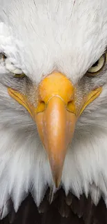 Close-up of a majestic eagle with sharp eyes and brown feathers.