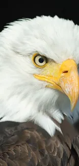 Bald eagle with piercing eyes in close-up view, showcasing its white feathers.