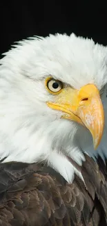 Close-up of a bald eagle with sharp yellow eyes and white plumage.