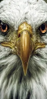 Close-up portrait of a majestic eagle with piercing eyes and detailed feathers.