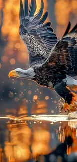 Eagle soaring over water with a sunset backdrop.