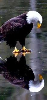 Majestic bald eagle standing on mirror-like water, reflecting its graceful form.