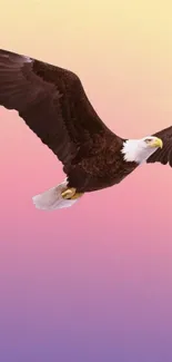 Eagle flying against a pastel pink and yellow sky background.