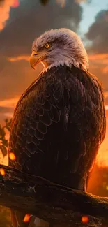 Majestic eagle perched with sunset sky background.