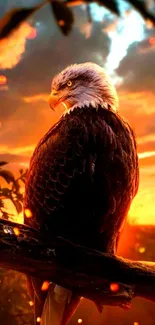 Bald eagle perched on a branch against a stunning sunset backdrop.