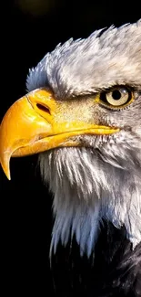 Close-up of a majestic bald eagle with dark background.