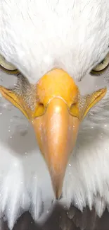 Close-up of a majestic eagle with piercing eyes and vibrant beak.