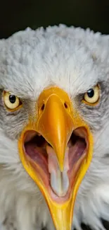 Close-up of a majestic eagle with an intense gaze and vibrant beak.